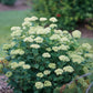 Hydrangea arborescens SMNHRL Invincibelle Sublime