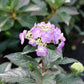 Hydrangea serrata SMNHSG Tuff Stuff Top Fun