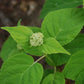 Hydrangea arborescens Abetwo Incrediball