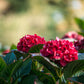 Hydrangea macrophylla Hokomaburlac Cherry Go Round