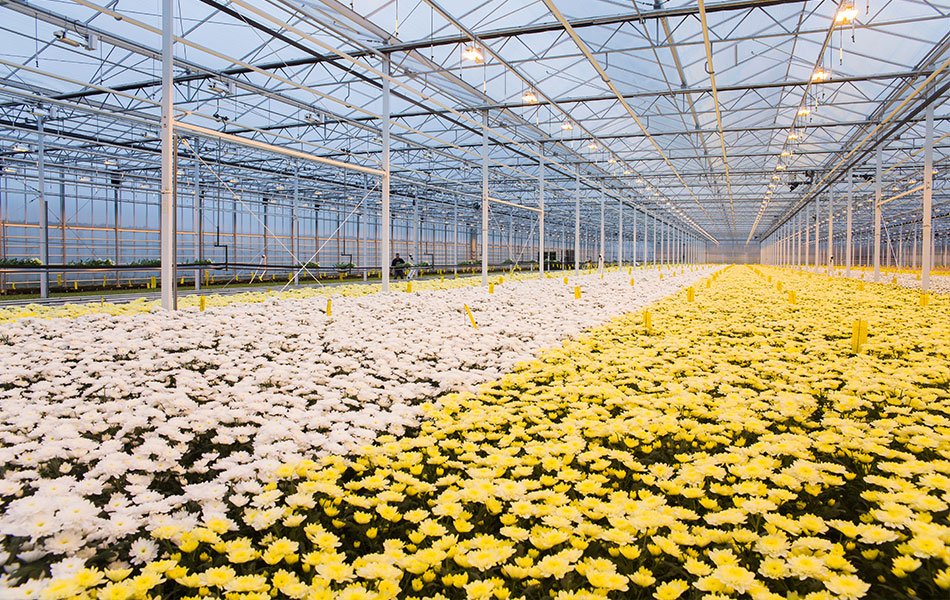 TTA ISO MegaFlowerBuffer