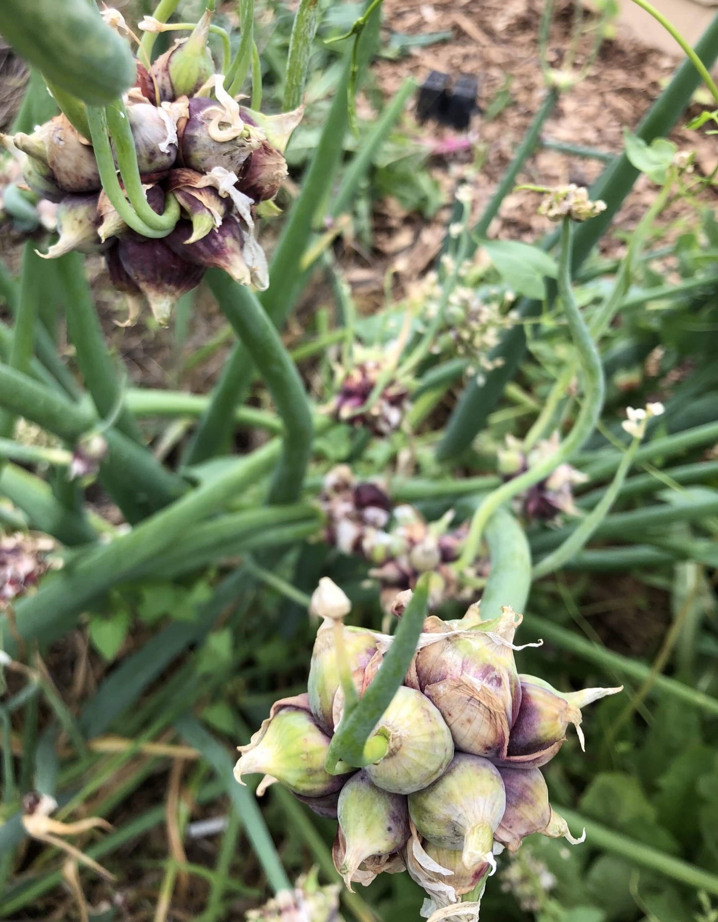 Egyptian Walking Tree Onion