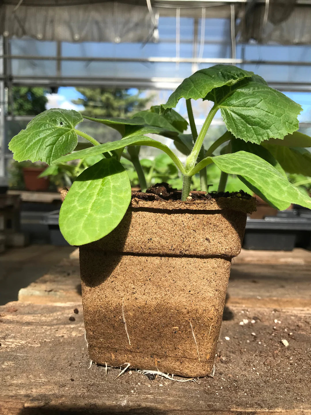 CowPot #4 Square Plantable Pot