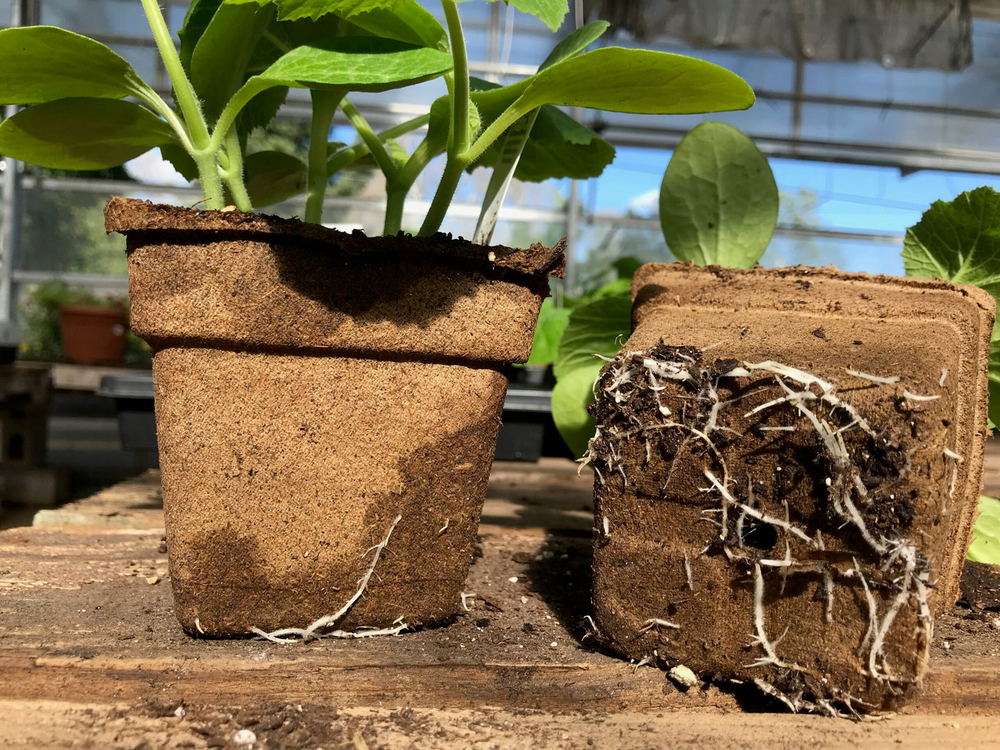 CowPot #4 Square Plantable Pot