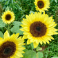 Sunrich Lemon Sunflower Seeds online shopping