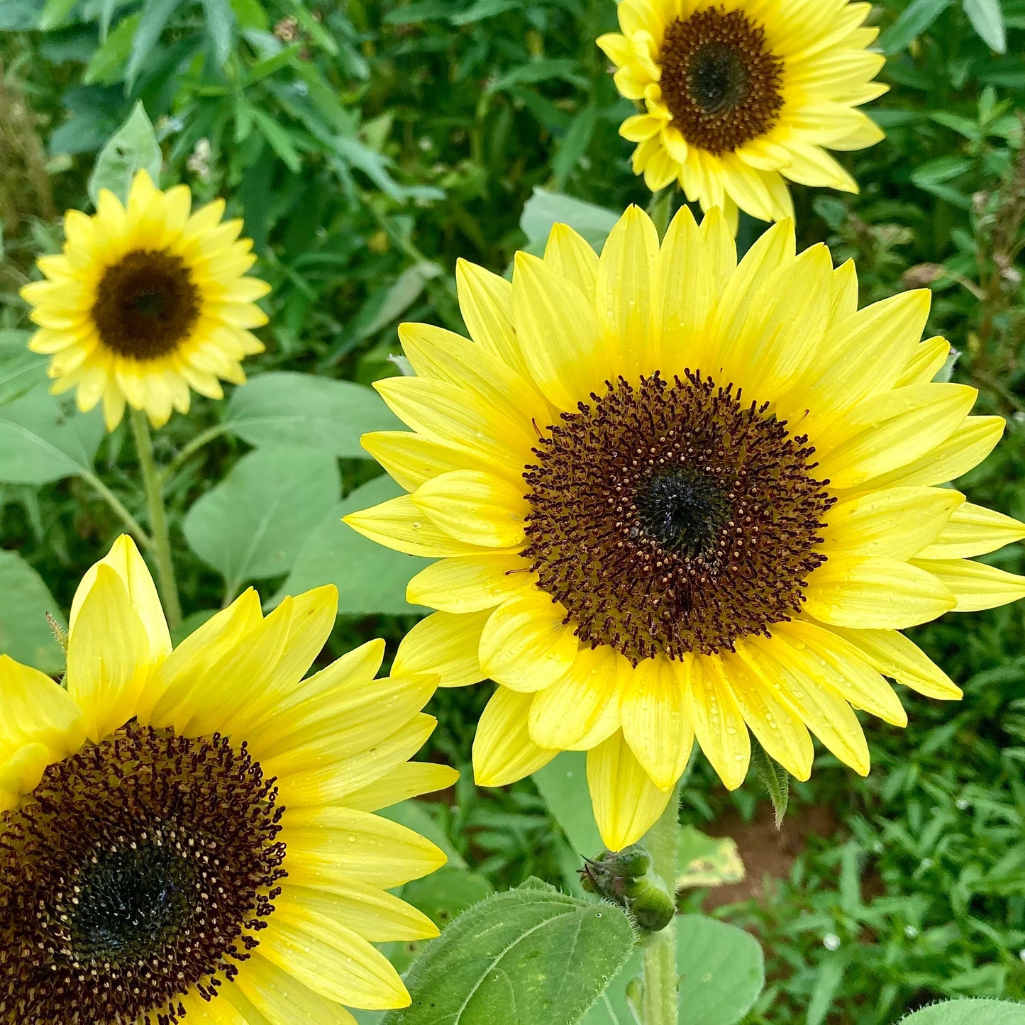 Sunrich Lemon Sunflower Seeds online shopping