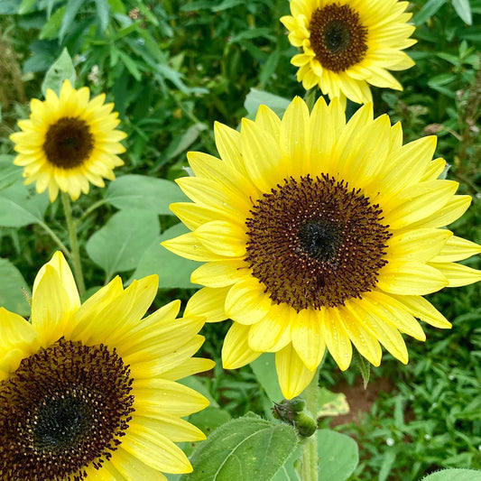 Sunrich Lime Sunflower Seeds online shopping