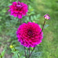 Beets Me Dahlia