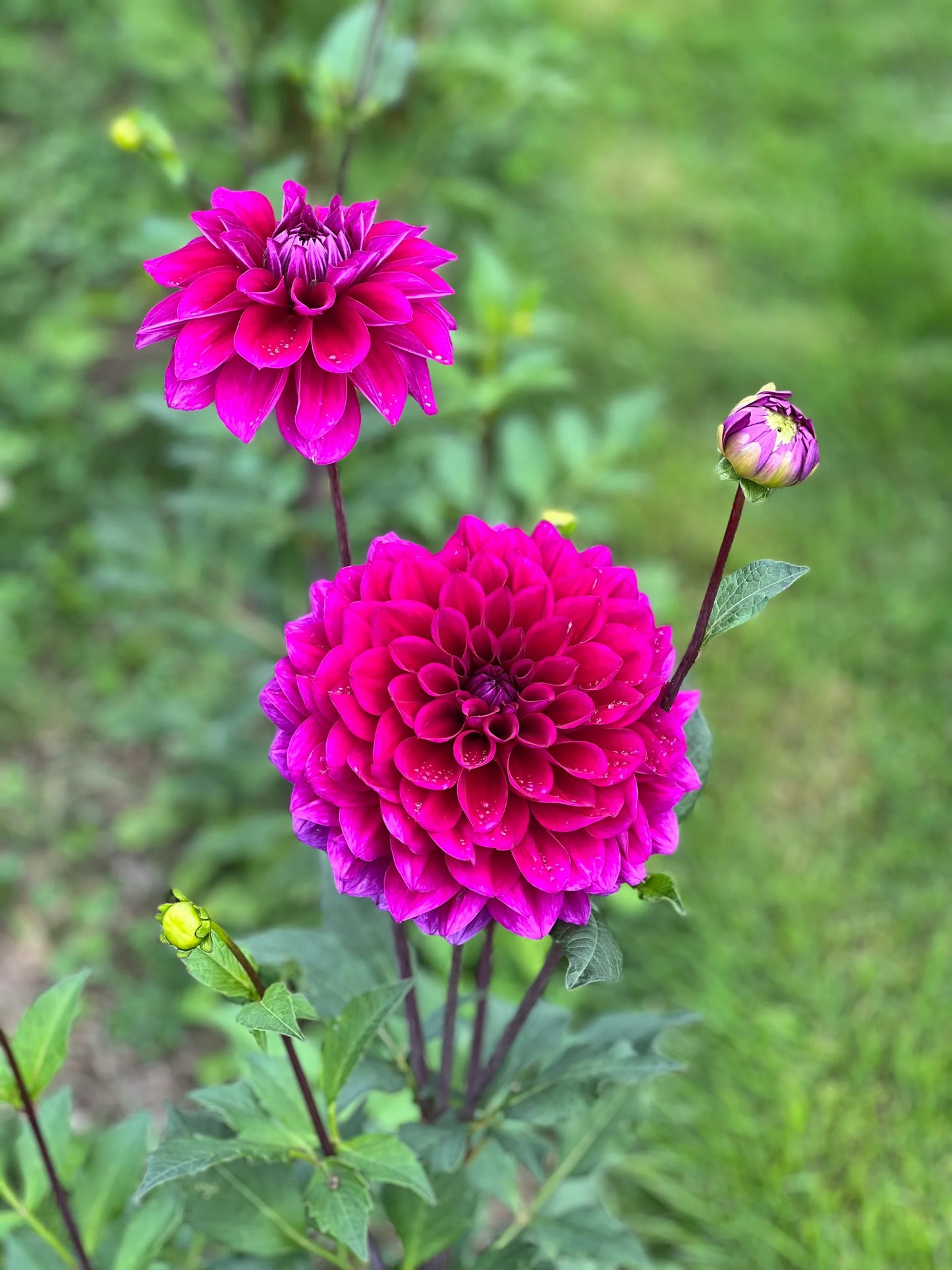 Beets Me Dahlia