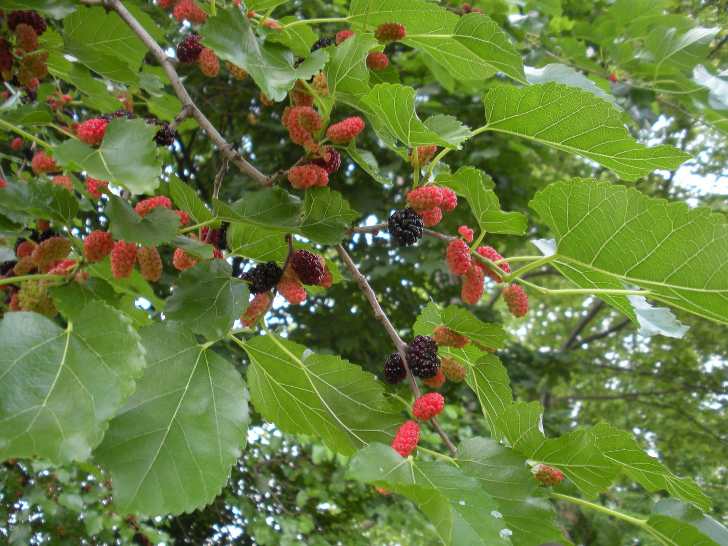 Mulberry Tree - Mûrier