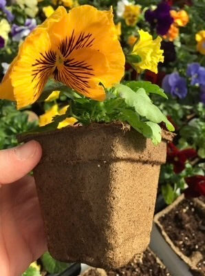 CowPot #3 Square Plantable Pot