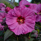 Berry Awesome Rose Mallow Hibiscus Plants