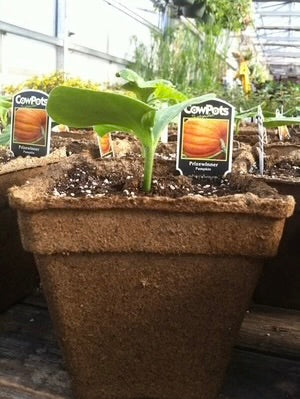 CowPot #5 Square Plantable Pot