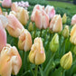 Apricot Pride Tulip Bulbs