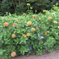 Queeny Lime with Blotch Zinnia Seeds online shopping