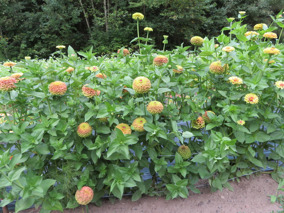Queeny Lime with Blotch Zinnia Seeds online shopping
