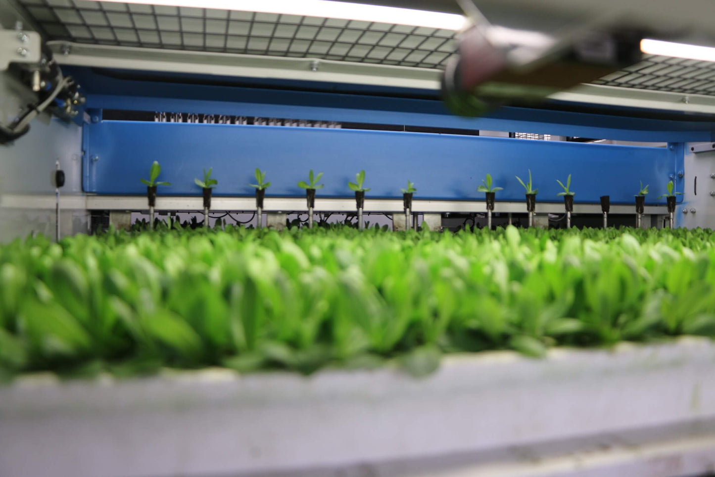 Viscon Select O Mat Grader Machine