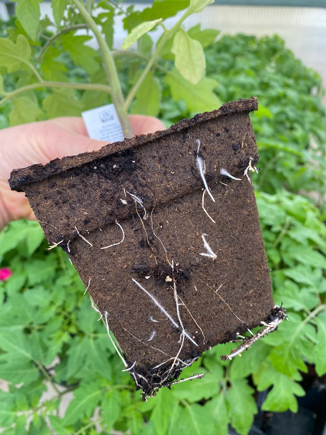 CowPot #4 Square Plantable Pot