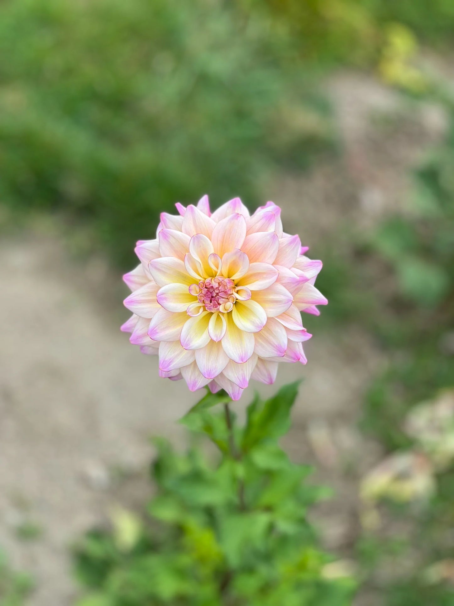 photo credits: cutflowersbymaggie.com