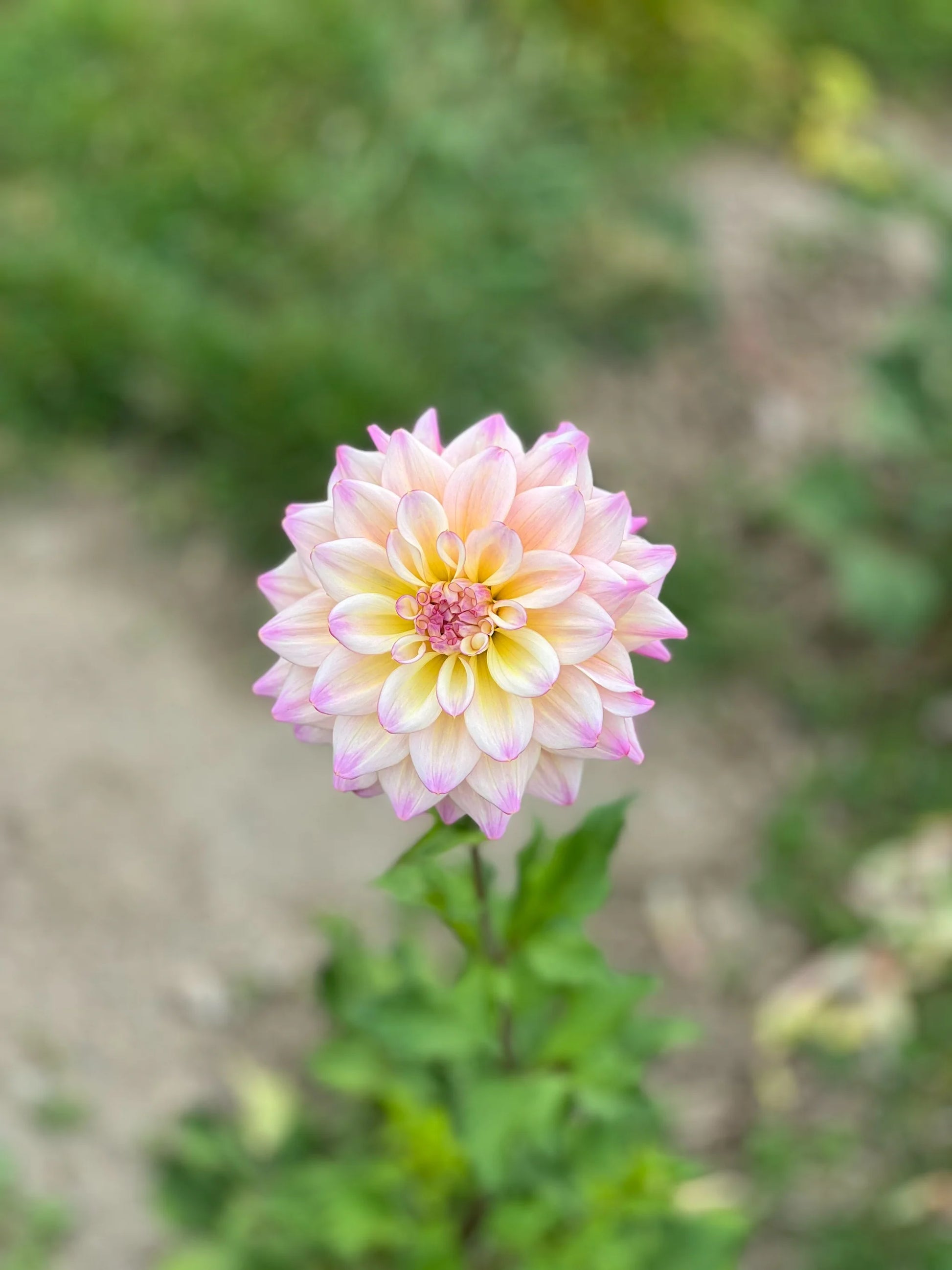 photo credits: cutflowersbymaggie.com