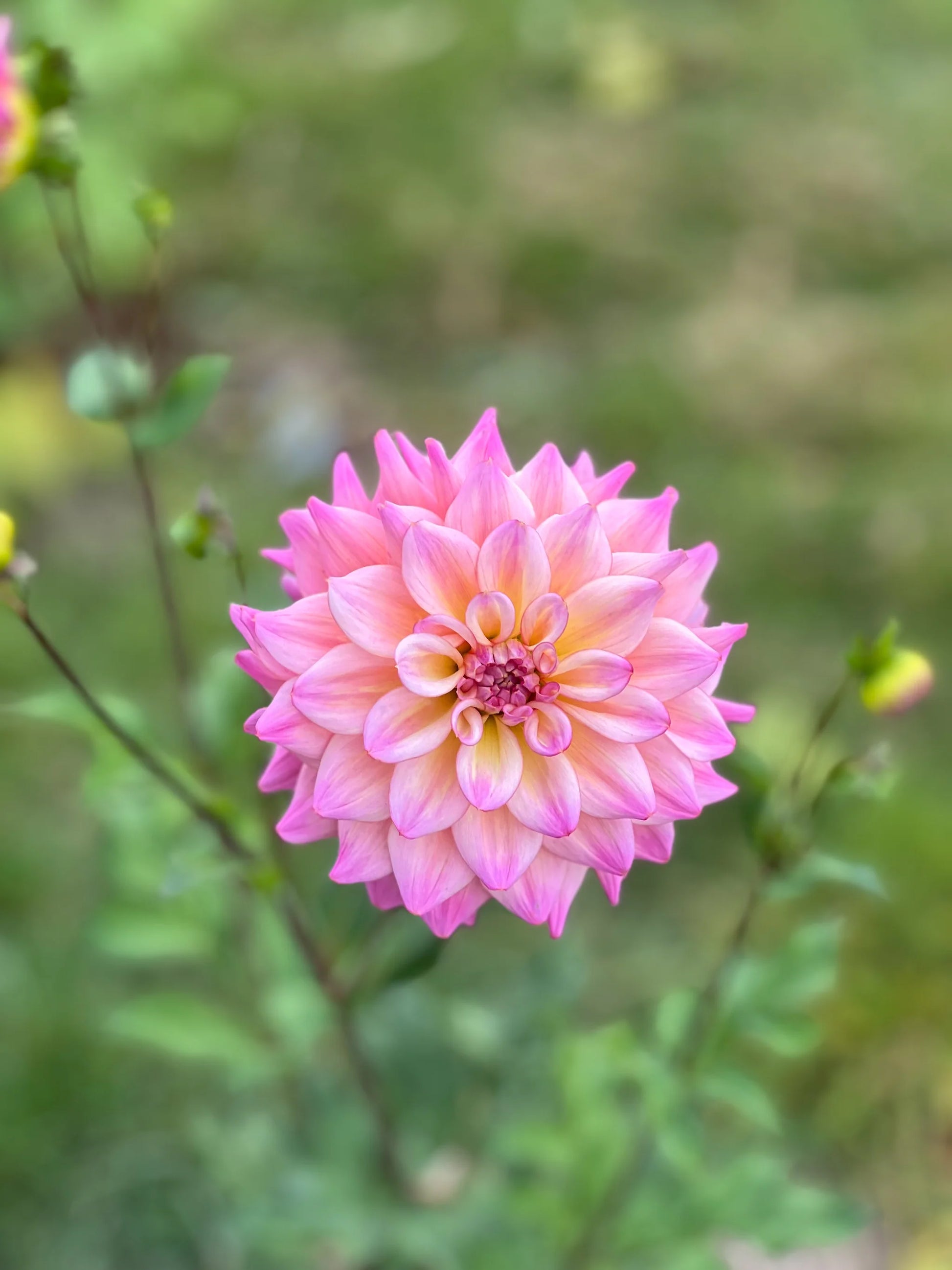 photo credits: cutflowersbymaggie.com