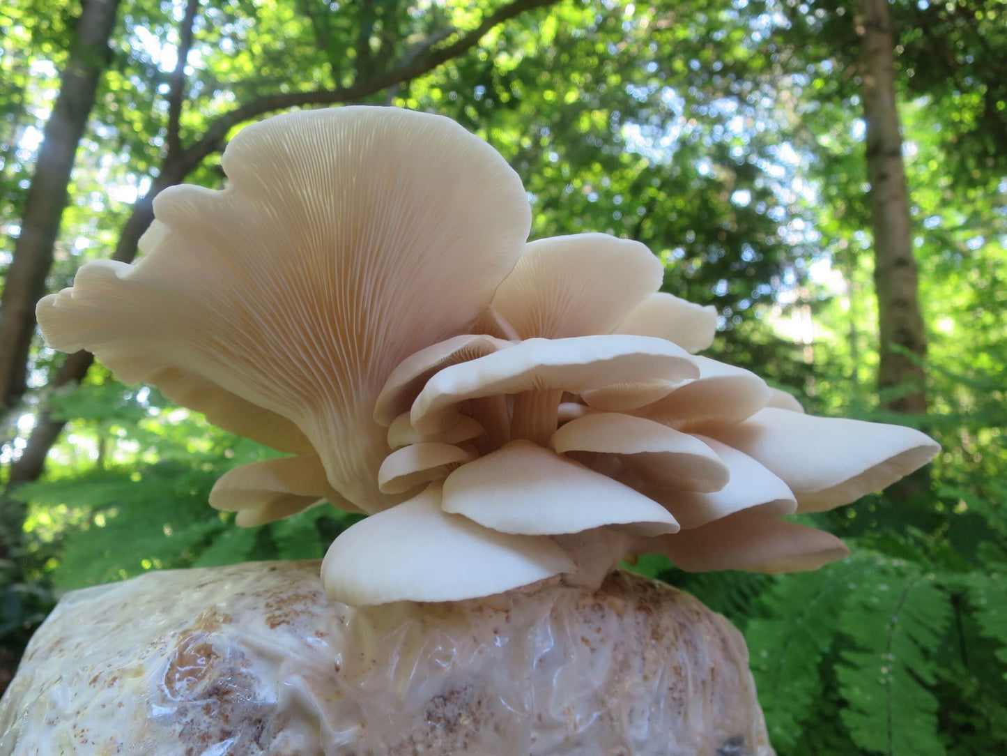 Summer White™ Oyster Mushroom - Pleurote Blanc Summer White™