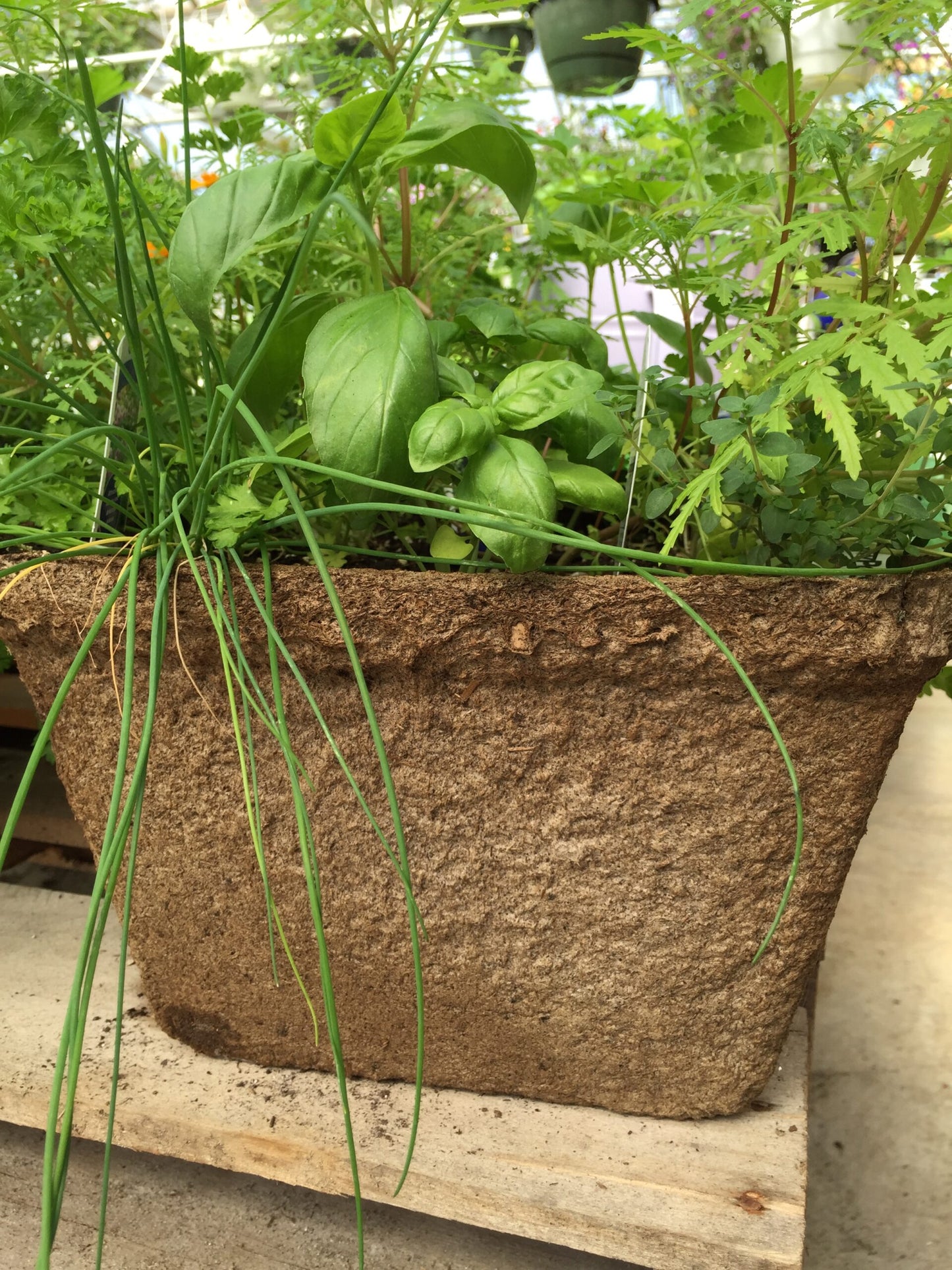 CowPot #12 Square Plantable Pot