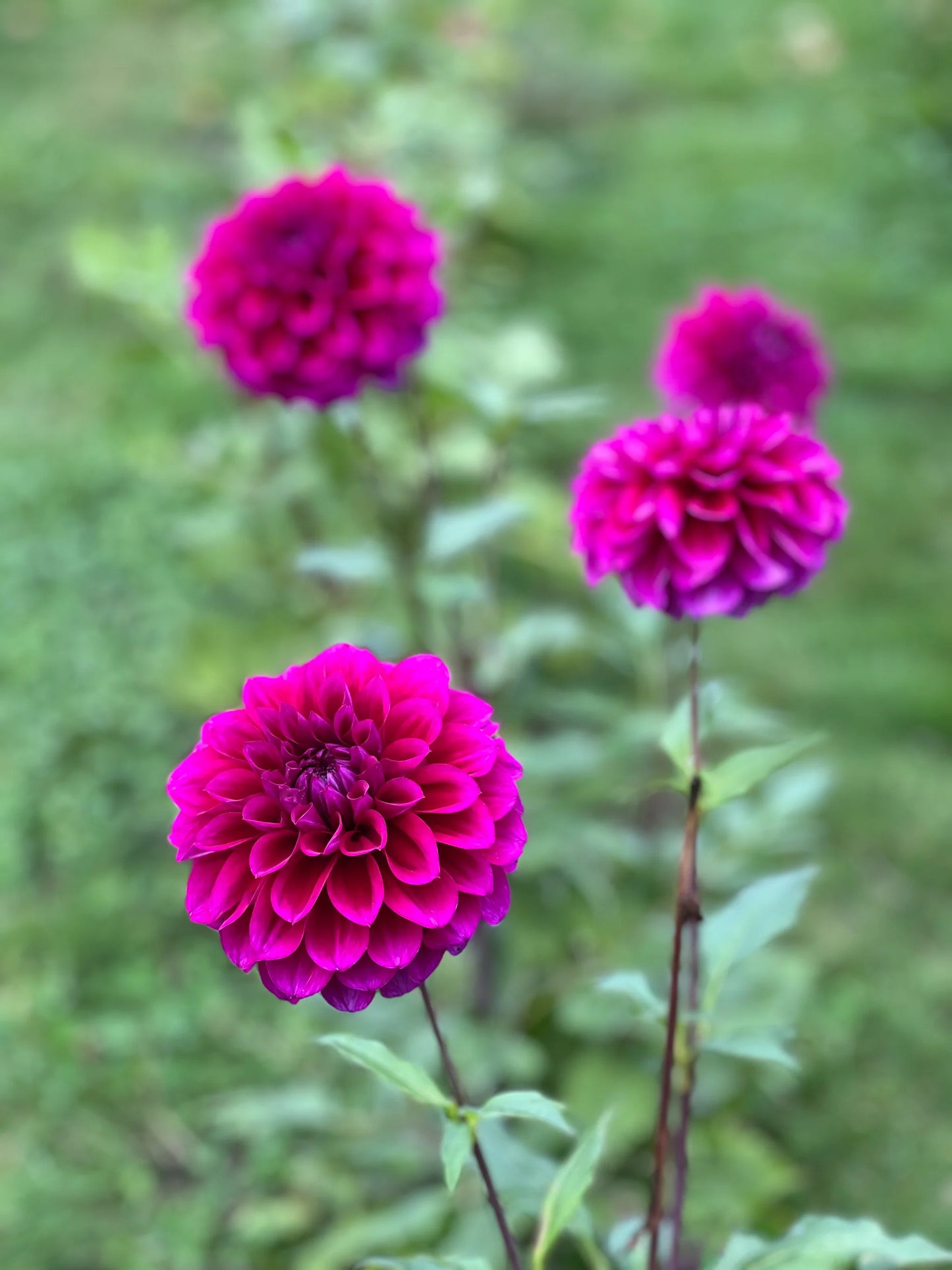 Beets Me Dahlia