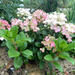 Hydrangea paniculata Phantom