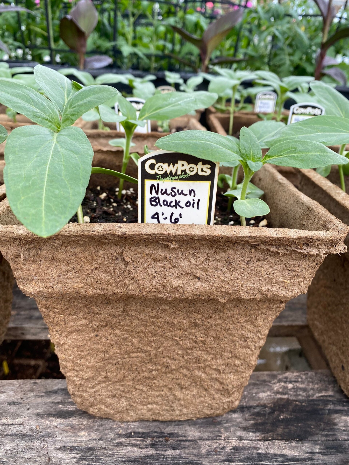 CowPot #7 Square Plantable Pot