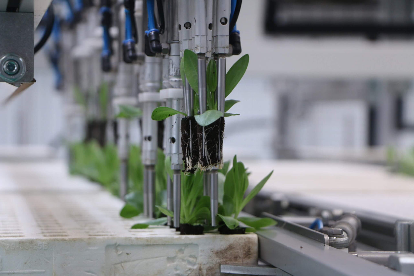 Viscon Select O Mat Grader Machine