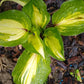 Raspberry Sundae Hosta Plant