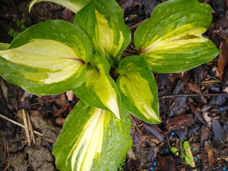 Raspberry Sundae Hosta Plant