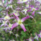 Triternata Rubromarginata Clematis Vine