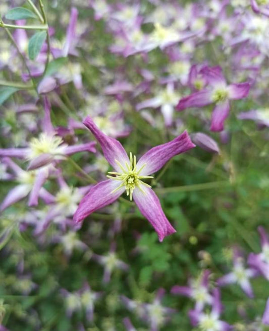 Triternata Rubromarginata Clematis Vine