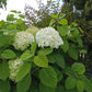 Hydrangea arborescens Abetwo Incrediball