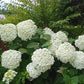 Hydrangea arborescens Abetwo Incrediball