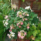 Hydrangea paniculata Phantom