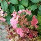 Hydrangea paniculata Little Quick Fire