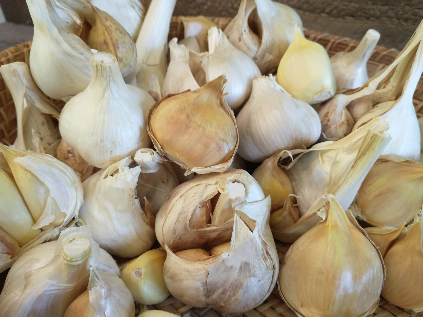 Elephant Garlic Bulbs