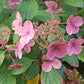 Hydrangea paniculata Little Quick Fire
