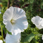 Mont Blanc Lavatera Seeds online shopping