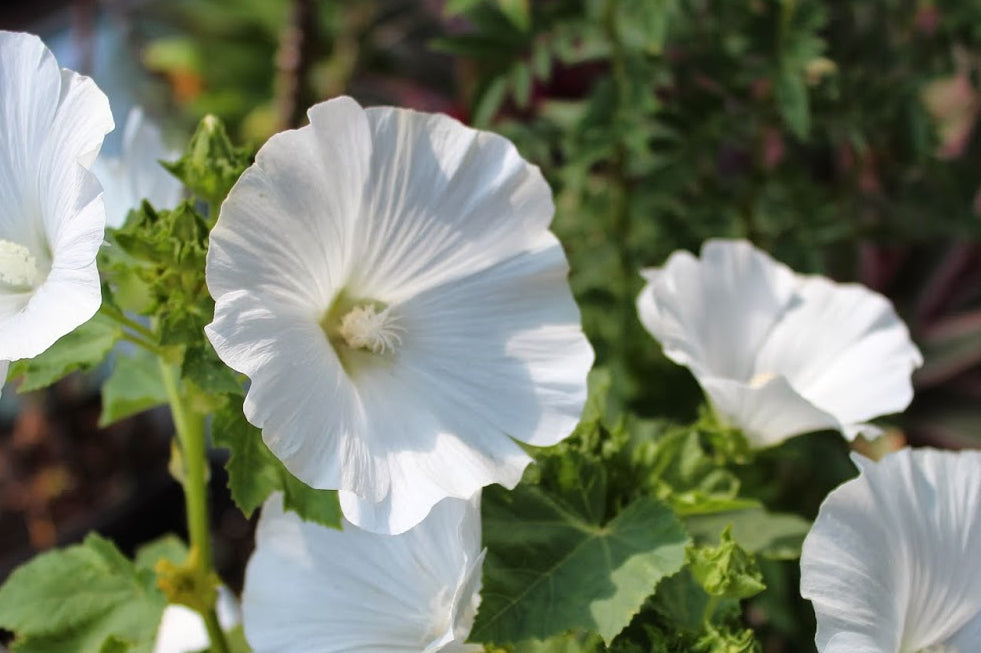 Mont Blanc Lavatera Seeds online shopping