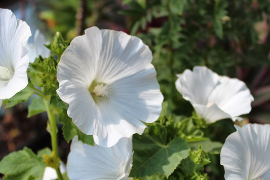 Mont Blanc Lavatera Seeds online shopping