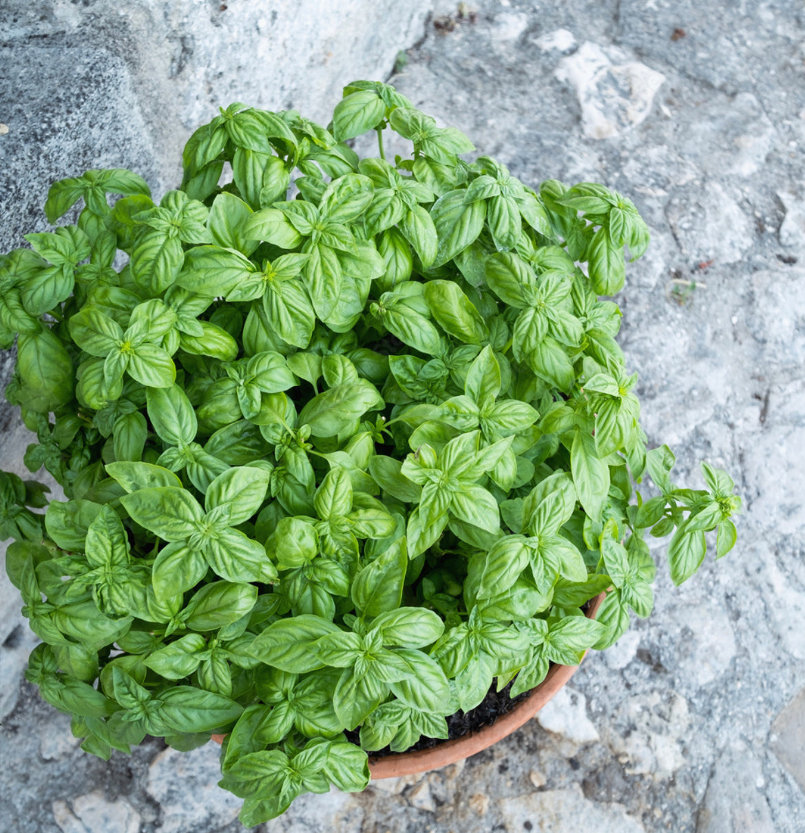 Basil - Basilic