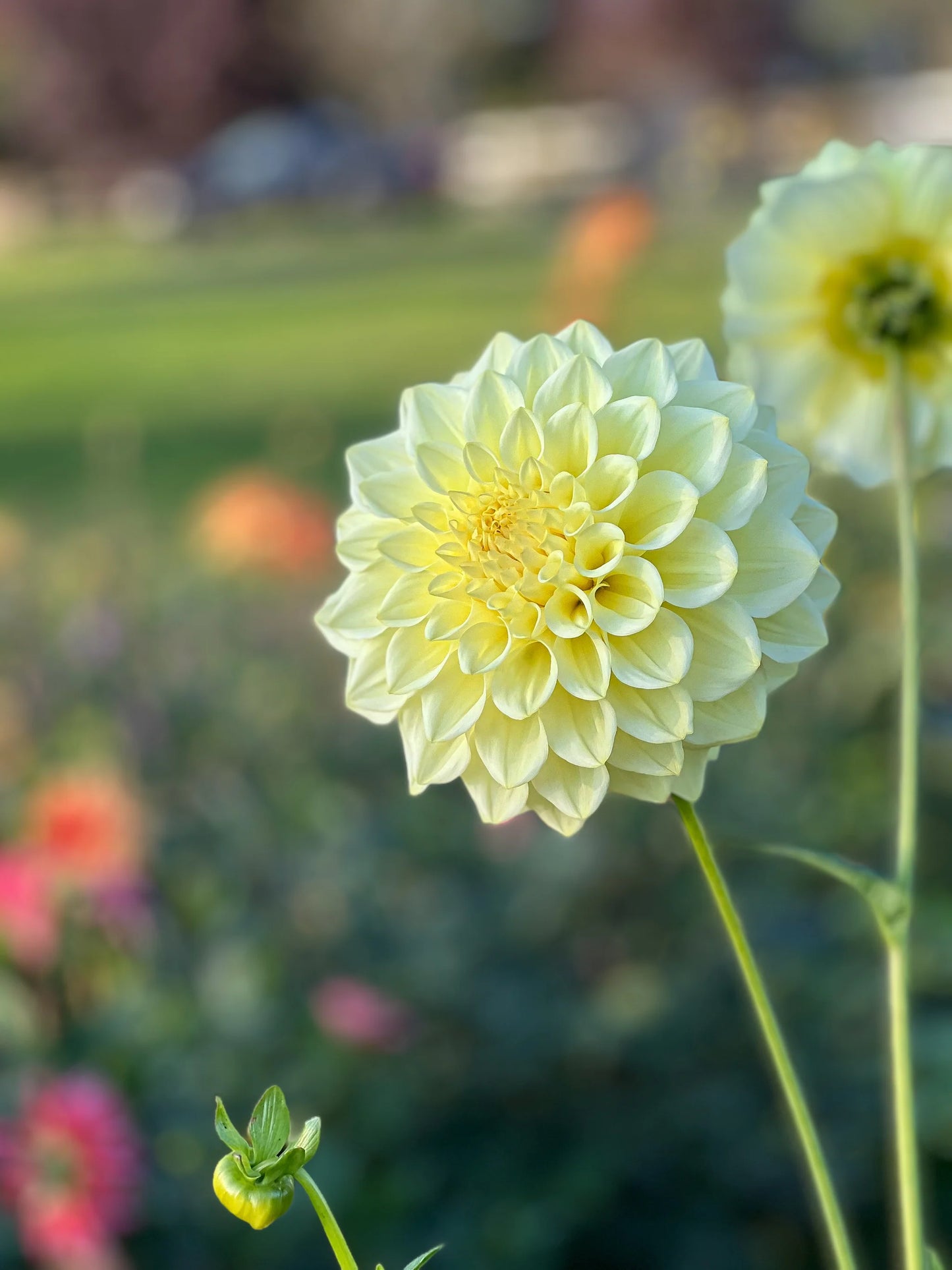 photo credits: cutflowersbymaggie.com