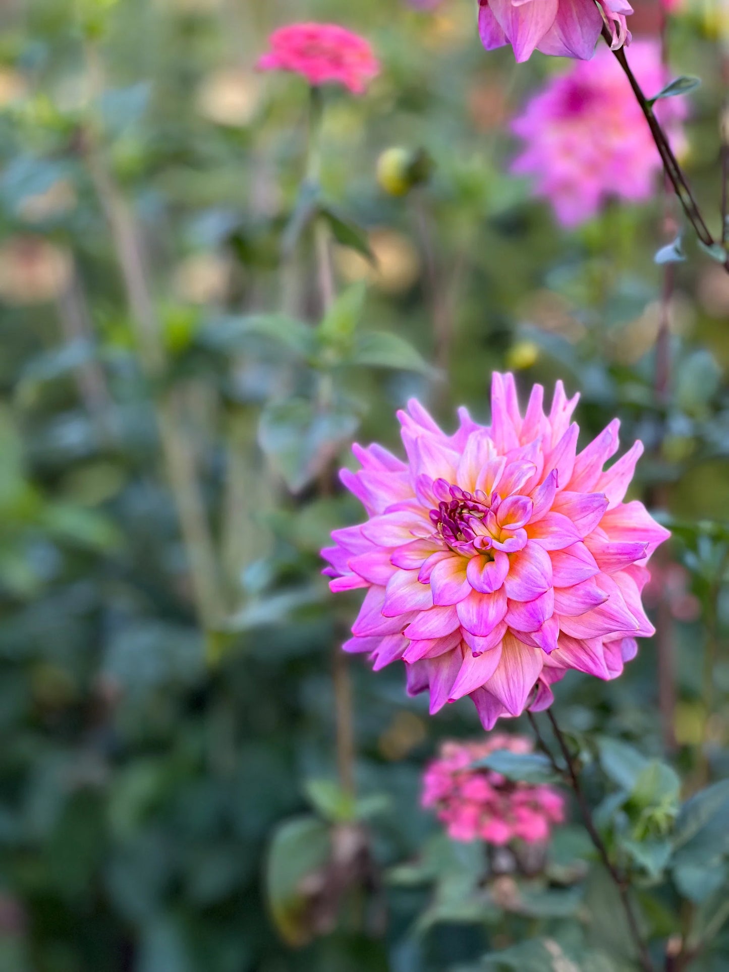 photo credits: cutflowersbymaggie.com