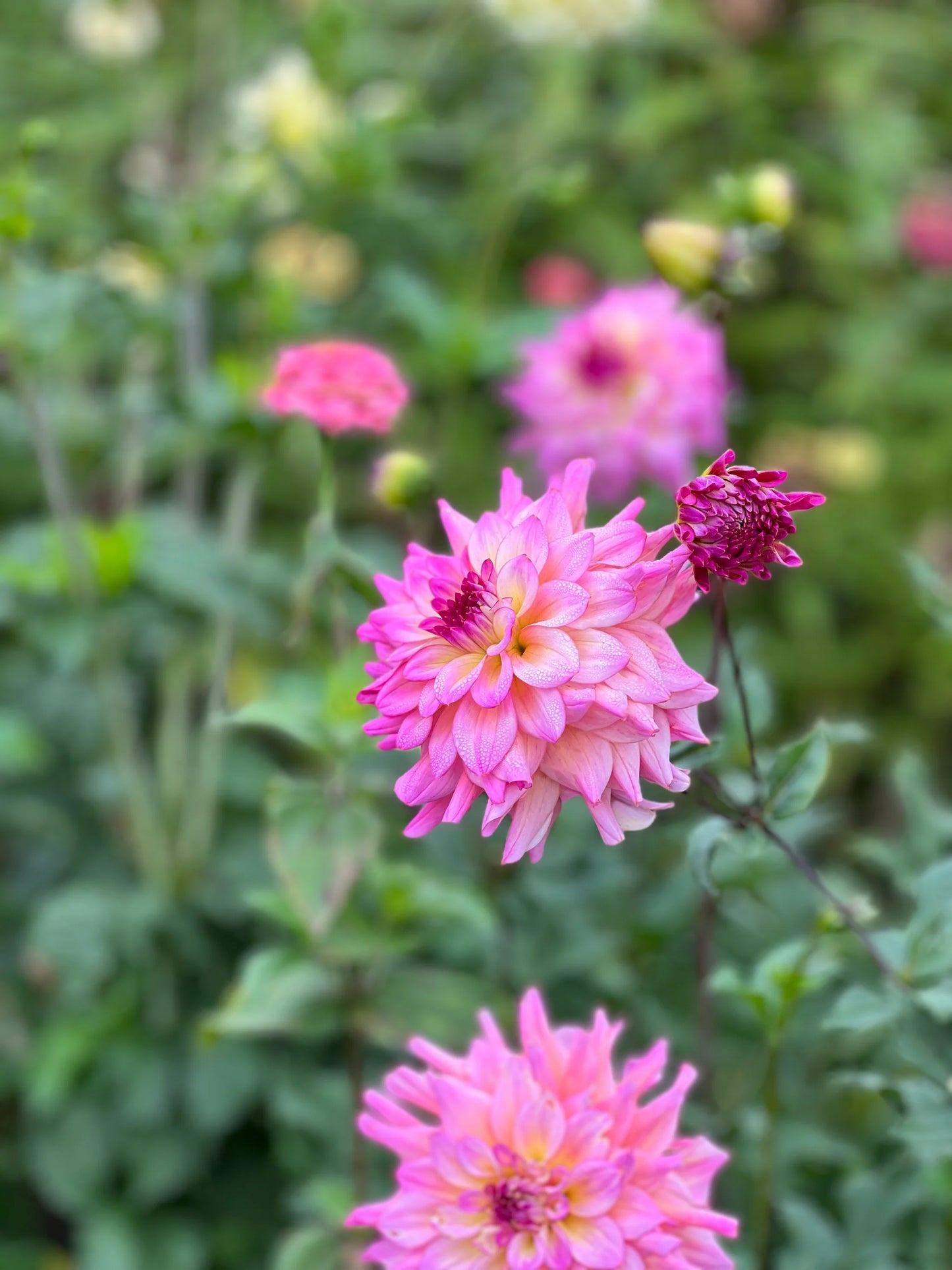 photo credits: cutflowersbymaggie.com