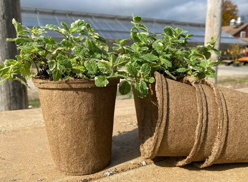 CowPot #4 Tall Round Plantable Pot