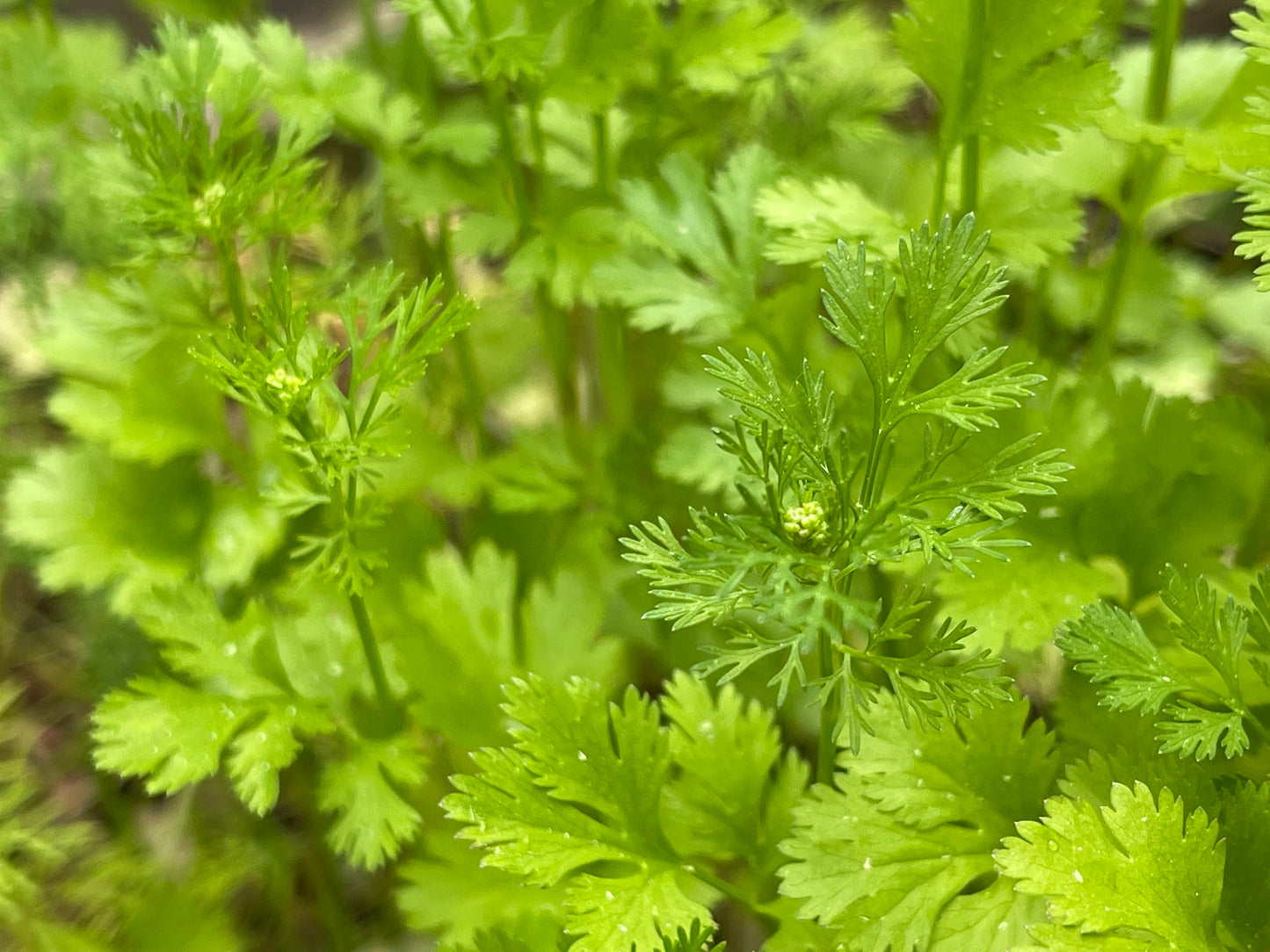 Cilantro - Coriandre